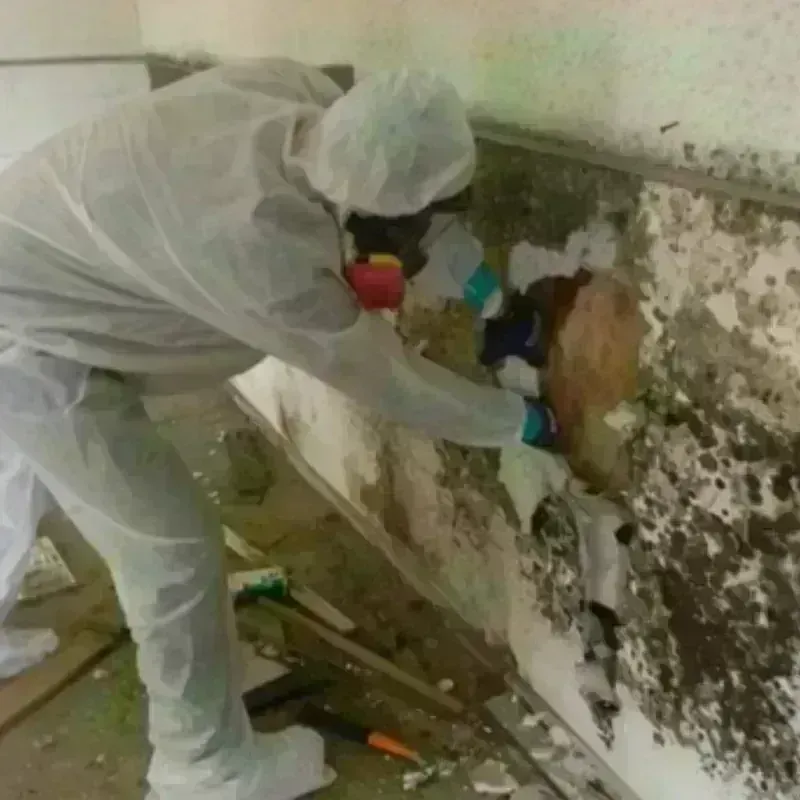 Mold Remediation and Removal in Tehama County, CA